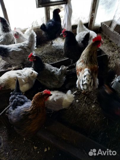 Инкубационное яйцо Даминантов несушек