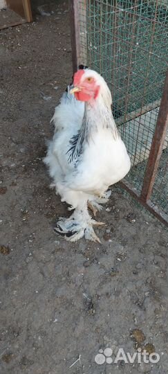 Петухи брама