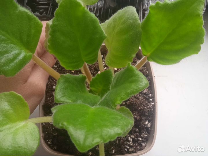 Стартеры сортовых фиалочек