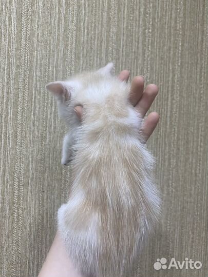 Котики в добрые ручки
