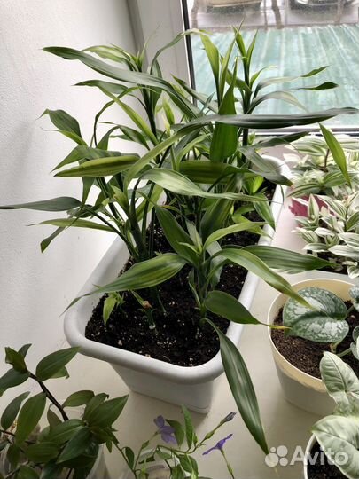 Счастливый бамбук (драцена Сандера, Lucky bamboo)