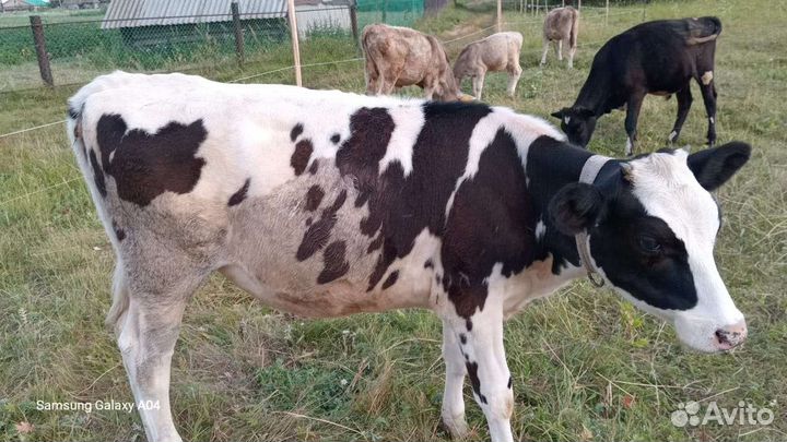 Телка голштинской породы