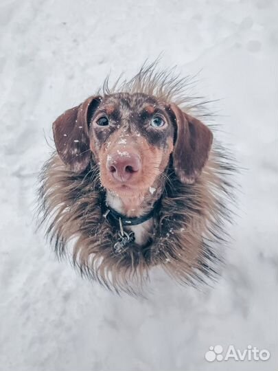 Случка собак