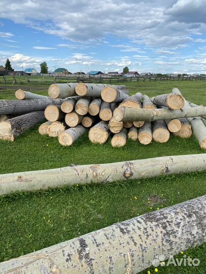 Лес Кругляк осина