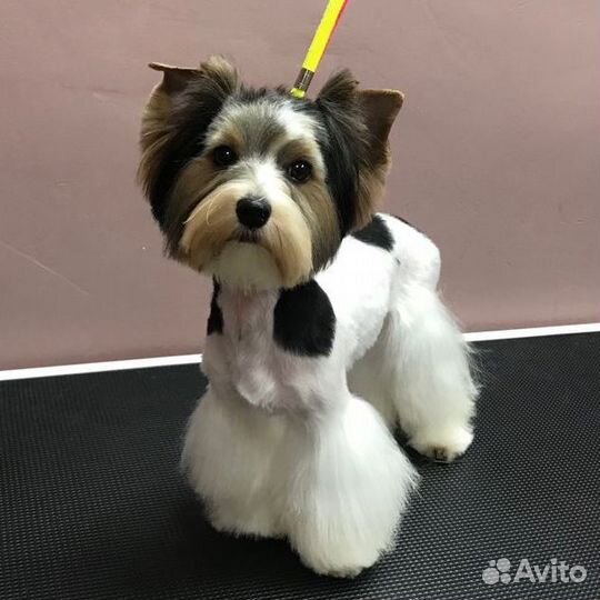 Стрижка собак и кошек Кудепста