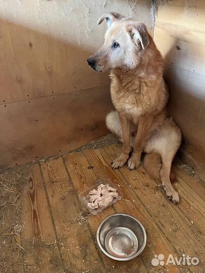 Слепой старичок никому не нужен