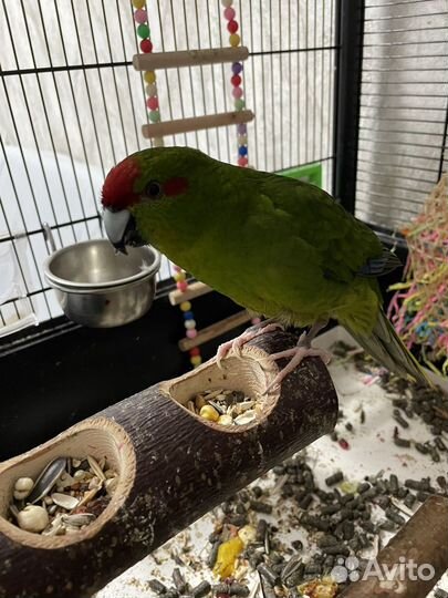 Попугаи какарики пара (+с клеткой под ключ)