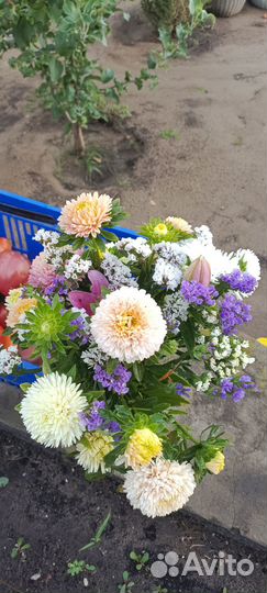 Астры, букет