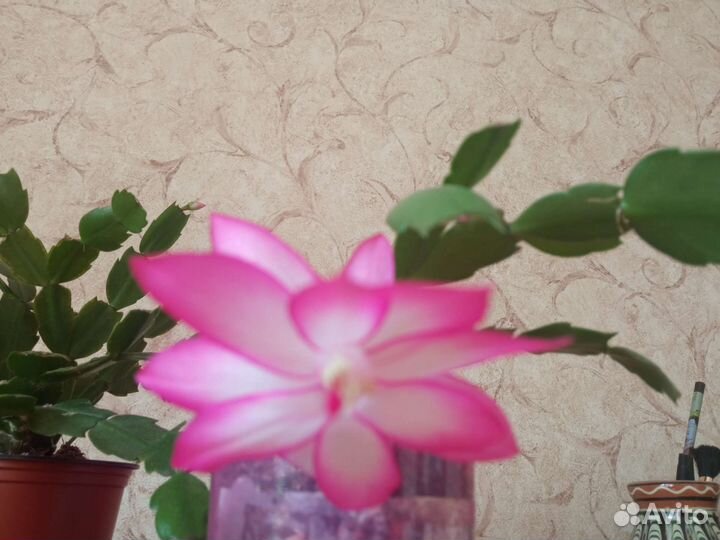 Цветок декабрист