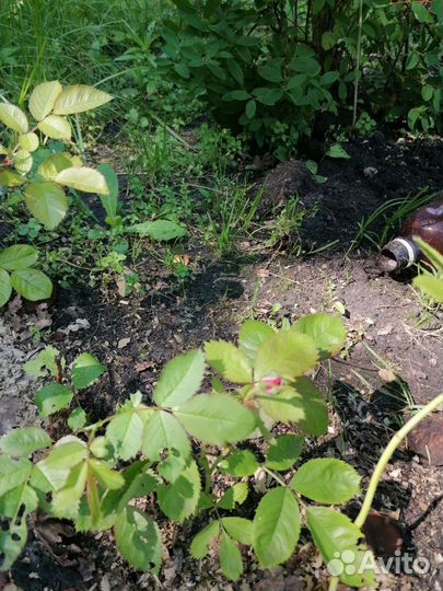 Роза плетистая