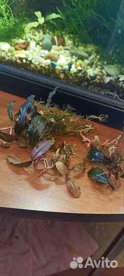 Аквариумные растения