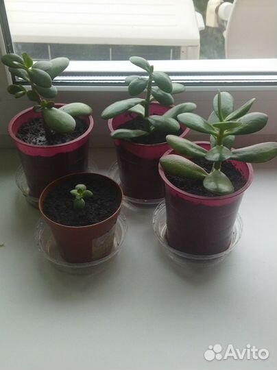 Толстянка (денежное дерево)