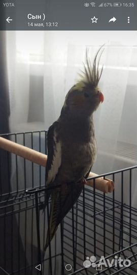 Попугай корелла девочка