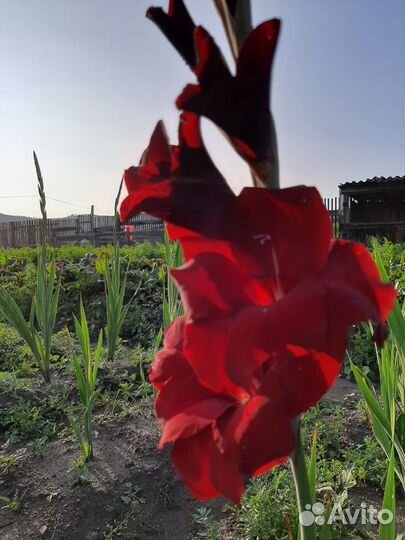 Гладиолусы, георгины