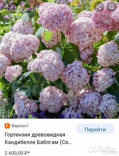 Гортензия древов Кандибель Баблгам цветущая