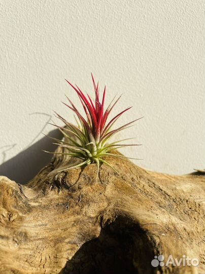 Тилландсия атмосферная