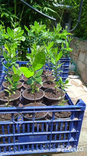 Саженцы гранат,бамбук,мушмула, фейхоа, мандарин