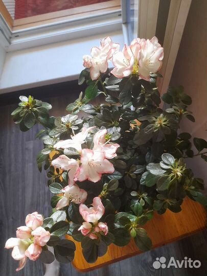 Азалия очень красивое растение