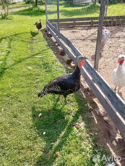 Домашняя птица