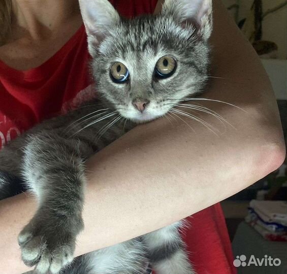 Котенок 3 мес в любящие руки