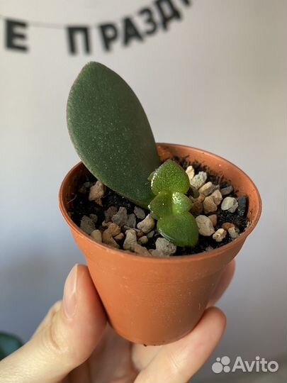 Крассула овата, малыш, выросла из листика