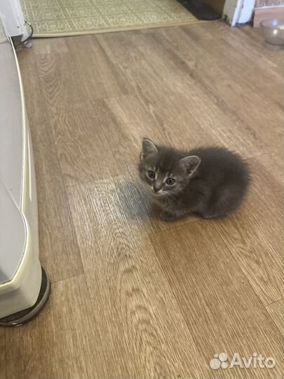 Кошечка в добрые руки