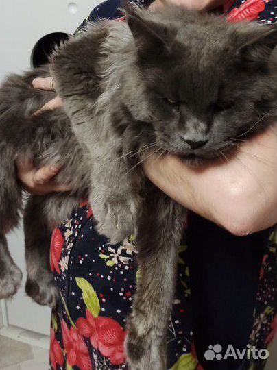 Мейн-кун кошка и кот