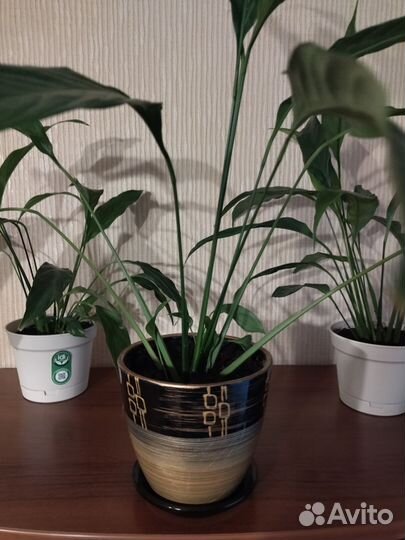 Спатифиллум