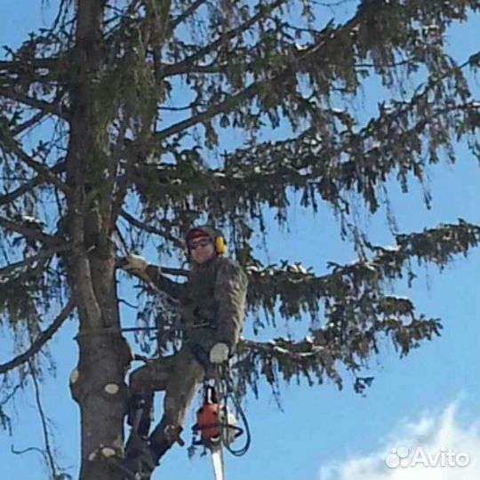 Спил деревьев