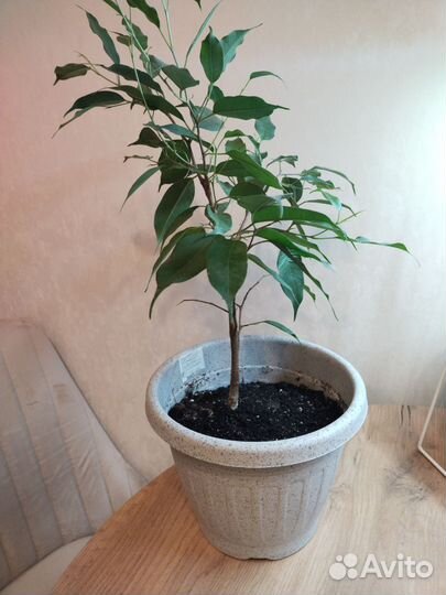 Фикус бенджамина