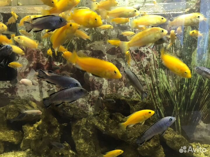 Аквариумные рыбки