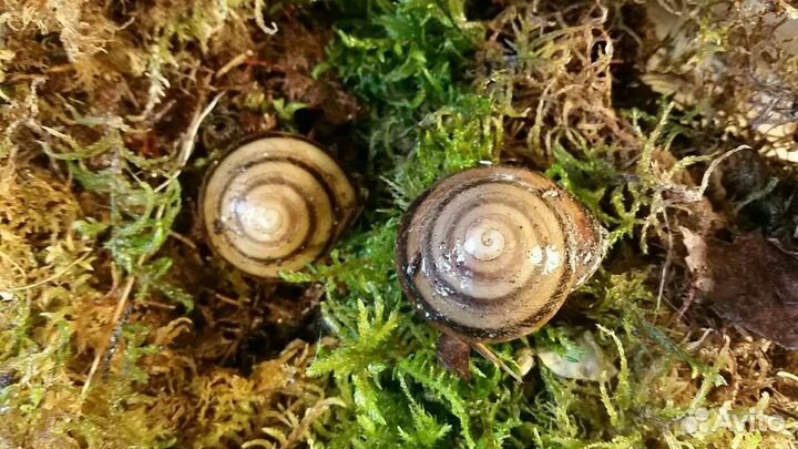 Улитки архахатины и ахатины