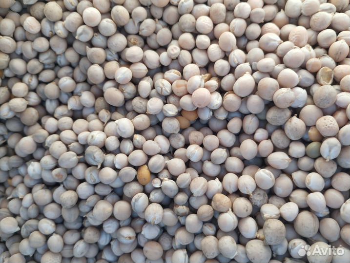 Горох кормовой