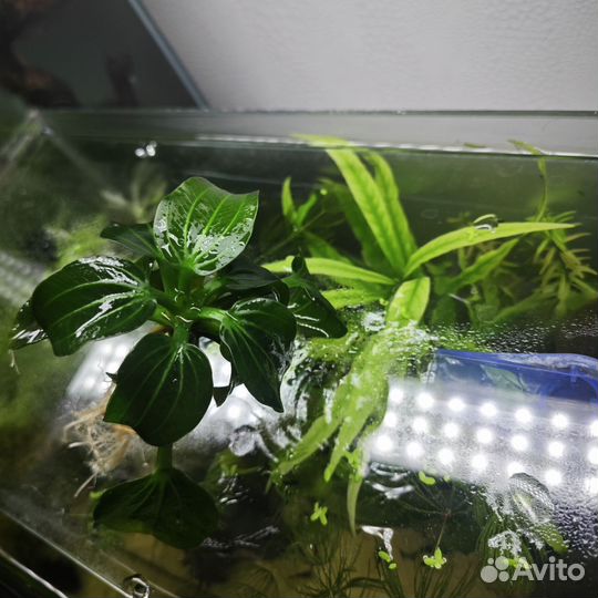 Аквариумные растения