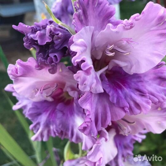 Луковицы гладиолусов голландские сорта