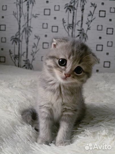 Шотландская вислоухая