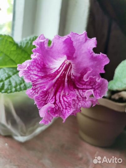 Стрептокарпусы