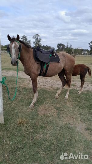 Кобыла 140т + Жеребец 1.6 Года 75т