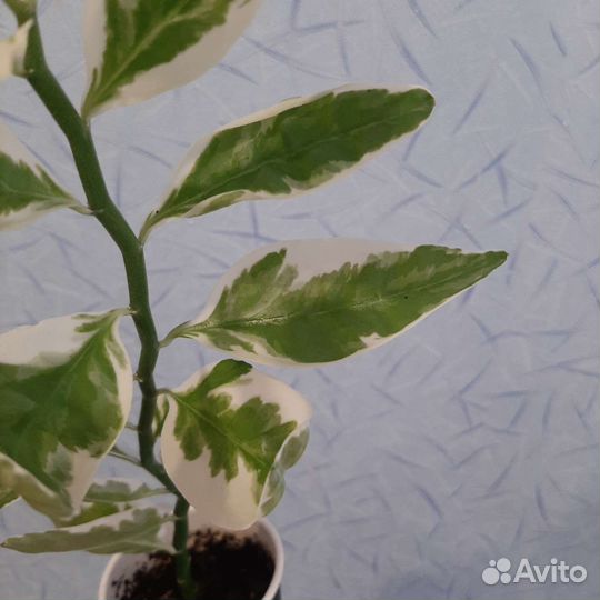 Комнатные цветы