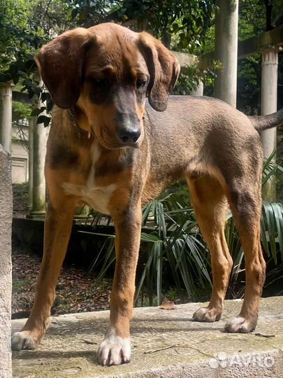 Мальчик-подросток, кастрирован