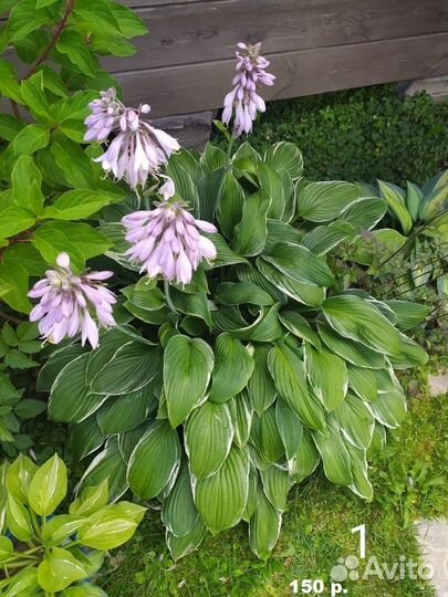 Продам хосты