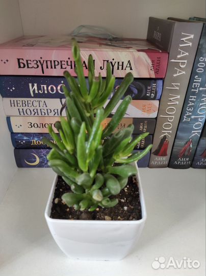 Цветы.Суккуленты