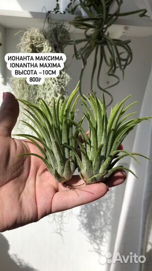 Растения без грунта,воздушные растения,тилландсии