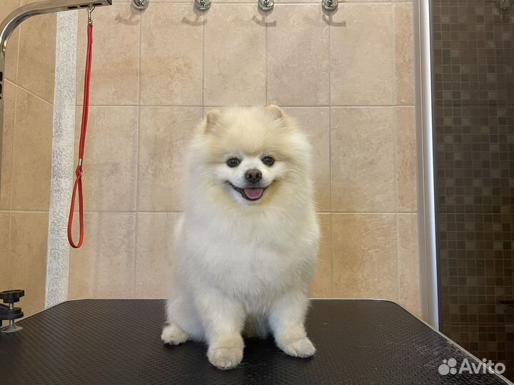 Груминг собак,стрижка собак,мытье,экспресс линька