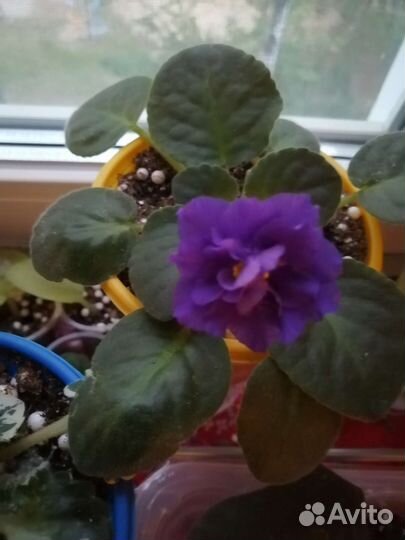 Фиалка стартер