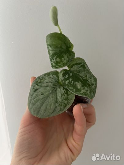 Сциндапсус сильвер энн