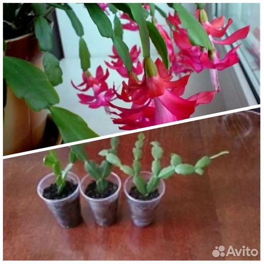 Суккуленты 1