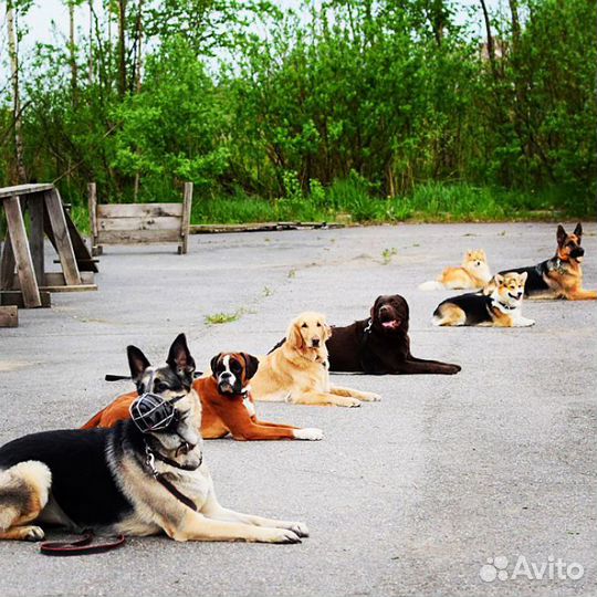 Кинолог - инструктор, дрессировка собак