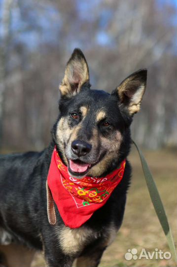 Славный Макс верит в чудо