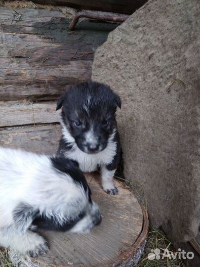 Щенки в добрые руки